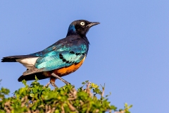Superb Starling [Lamprotornis superbus] 