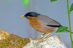 Brahminy Starling [Sturnia pagodarum]