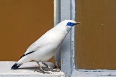 Bali Myna [Leucopsar rothschildi]
