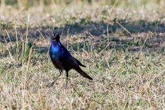 Rüppell's Starling [Lamprotornis purpuroptera purpuroptera] 