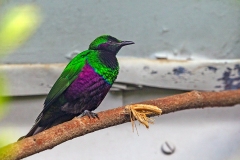 Emerald Starling [Lamprotornis iris] 