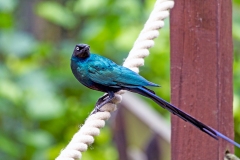 Long-tailed Glossy Starling [Lamprotornis caudatus] 