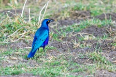 Greater Blue-eared Starling [Lamprotornis chalybaeus sycobius] 