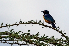 Hildebrandt's Starling [Lamprotornis hildebrandti] 