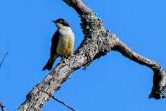 Sharpe's Starling [Pholia sharpii] 