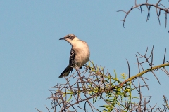 Galapagos Mockingbird [Mimus parvulus parvulus] 