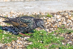 Common Starling [Sturnus vulgaris vulgaris]