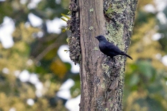Kenrick's Starling [Poeoptera kenricki bensoni] 
