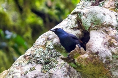 Waller's Starling [Onychognathus walleri walleri] 