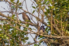 Abbott's Starling [Arizelopsar femoralis] 