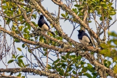 Abbott's Starling [Arizelopsar femoralis] 