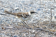 Galapagos Mockingbird [Mimus parvulus bauri] 
