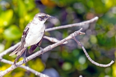 Galapagos Mockingbird [Mimus parvulus bauri] 