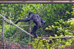 PRIMATES
