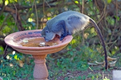 Blue Monkey [Cercopithecus mitis labiatus]
