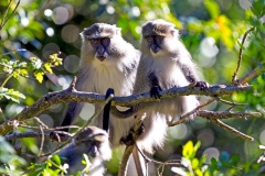 Blue Monkey [Cercopithecus mitis labiatus]