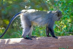 Blue Monkey [Cercopithecus mitis labiatus]