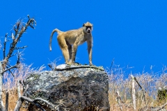 Yellow Baboon [Papio cynocephalus cynocephalus]