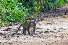 Long-tailed Macaque [Macaca fascicularis fascicularis]