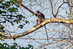 Dusky Leaf Monkey [Trachypithecus obscurus]