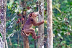 Southern Pig-tailed Macaque [Macaca nemestrina]