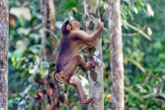 Southern Pig-tailed Macaque [Macaca nemestrina]