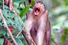 Southern Pig-tailed Macaque [Macaca nemestrina]