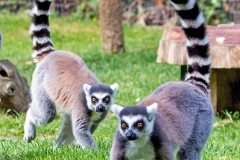 Ring-tailed Lemur [Lemur catta]