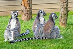 Ring-tailed Lemur [Lemur catta]