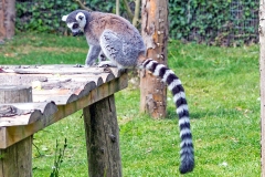 Ring-tailed Lemur [Lemur catta]
