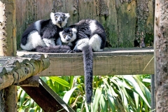 Black-and-white Ruffed Lemur [Varecia variegata subcincta]