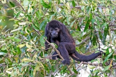 Mantled Howler [Alouatta palliata palliata]