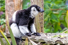 Black-and-white Ruffed Lemur [Varecia variegata subcincta]