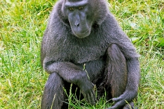Celebes Crested Macaque [Macaca nigra]