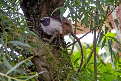 Pied Tamarin [Saguinus bicolor]