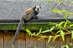 White-headed Marmoset [Callithrix geoffroyi]