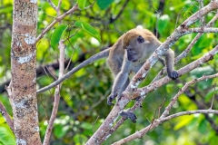 Long-tailed Macaque [Macaca fascicularis fascicularis]