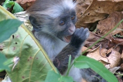 Zanzibar Red Colobus [Procolobus kirkii]