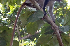 Zanzibar Red Colobus [Procolobus kirkii]