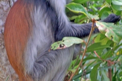 Zanzibar Red Colobus [Procolobus kirkii]