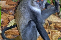 Blue Monkey [Cercopithecus mitis albogularis]