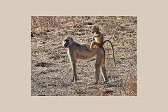 Yellow Baboon [Papio cynocephalus cynocephalus]
