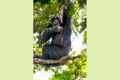 Common Chimpanzee [Pan troglodytes verus]