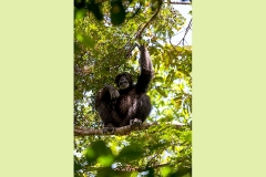 Common Chimpanzee [Pan troglodytes verus]