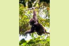Common Chimpanzee [Pan troglodytes verus]