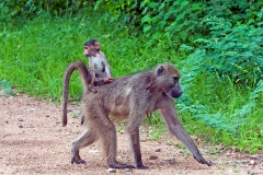 Chacma Baboon [Papio ursinus griseipes]