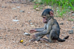 Chacma Baboon [Papio ursinus griseipes]