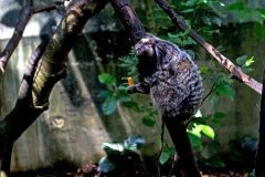 Black-tufted Marmoset [Callithrix penicillata]