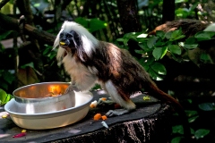 Cotton-top Tamarin [Saguinus oedipus]