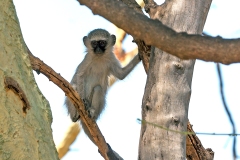 Vervet Monkey [Chlorocebus pygerythrus pygerythus]
